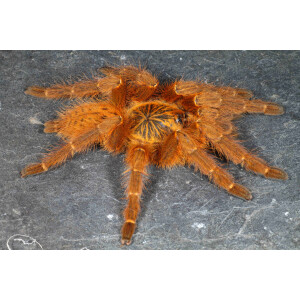 Pterinochilus murinus UMV