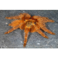 Pterinochilus murinus UMV