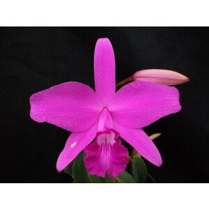 Laelia sincorana 