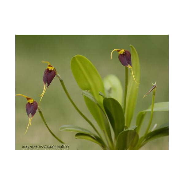 Masdevallia schudelii