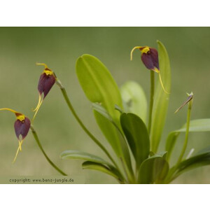 Masdevallia schudelii