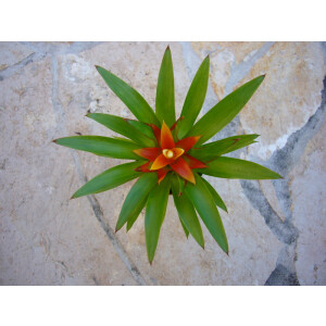 Guzmania theresa