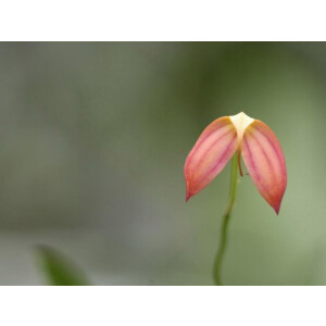 Masdevallia ignea