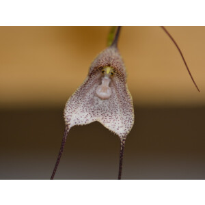Dracula erythrochaete