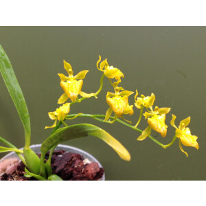 Oncidium meirax