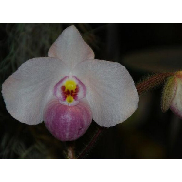 Paphiopedilum delenatii