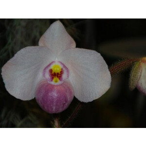 Paphiopedilum delenatii