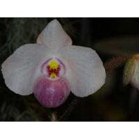 Paphiopedilum delenatii