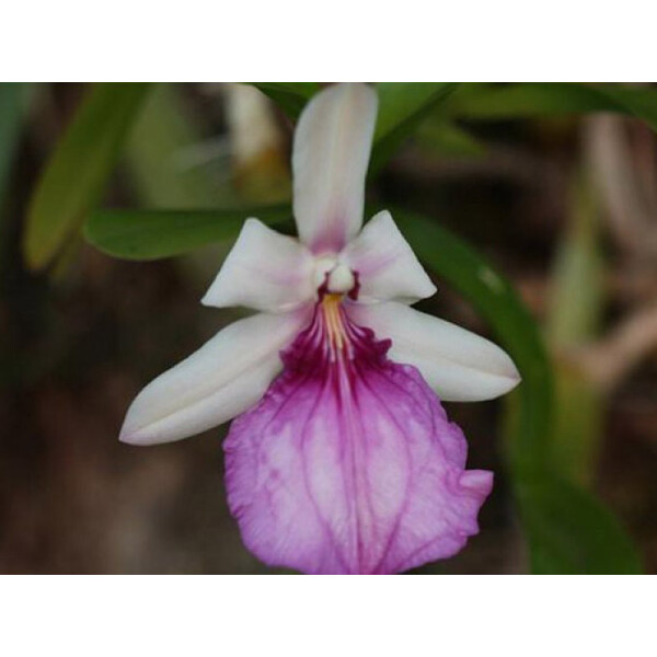 Miltonia spectabilis