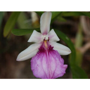 Miltonia spectabilis
