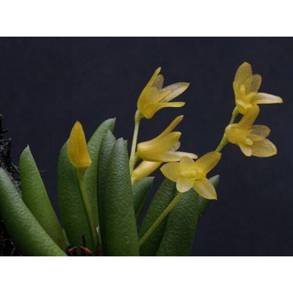 Pleurothallis leptotifolia 