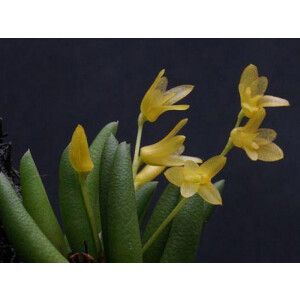 Pleurothallis leptotifolia 