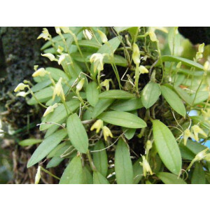 Pleurothallis sertularioides