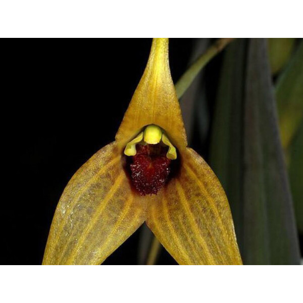 Offer Masdevallia caesia