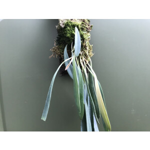 Angebot Masdevallia caesia