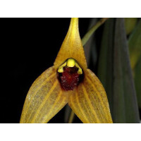 Offer Masdevallia caesia