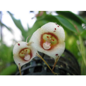 Dracula inaequalis 