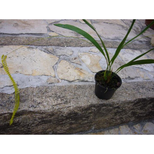 Dendrochillum filliforme