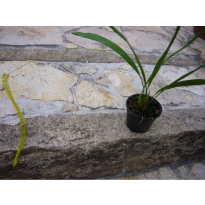 Dendrochillum filliforme