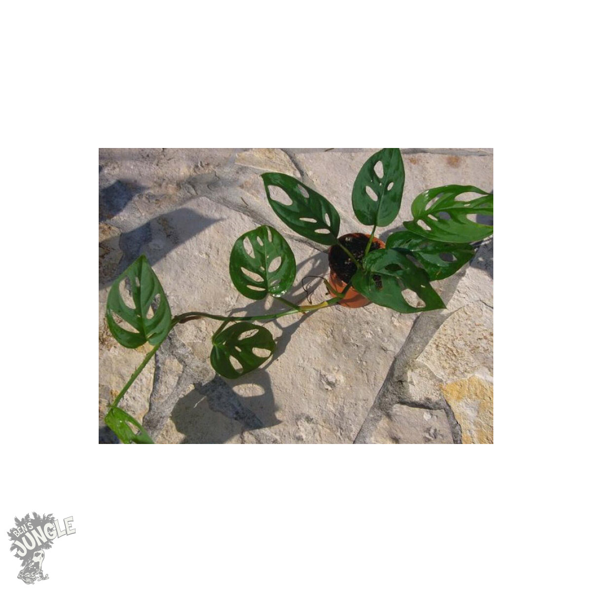 Monstera acuminata box