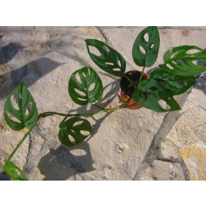 Monstera acuminata
