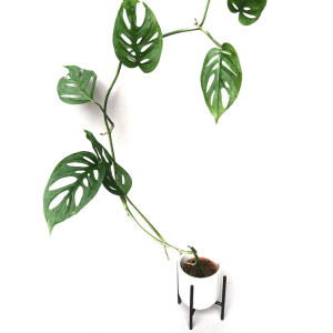 Monstera acuminata