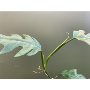 Philodendron elegans Ableger