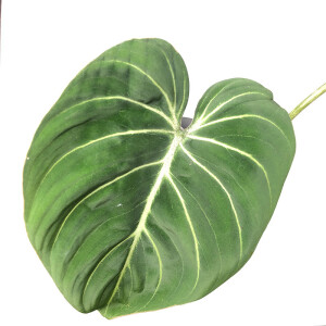 Philodendron gloriosum