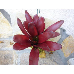 Neoregelia "high red"  