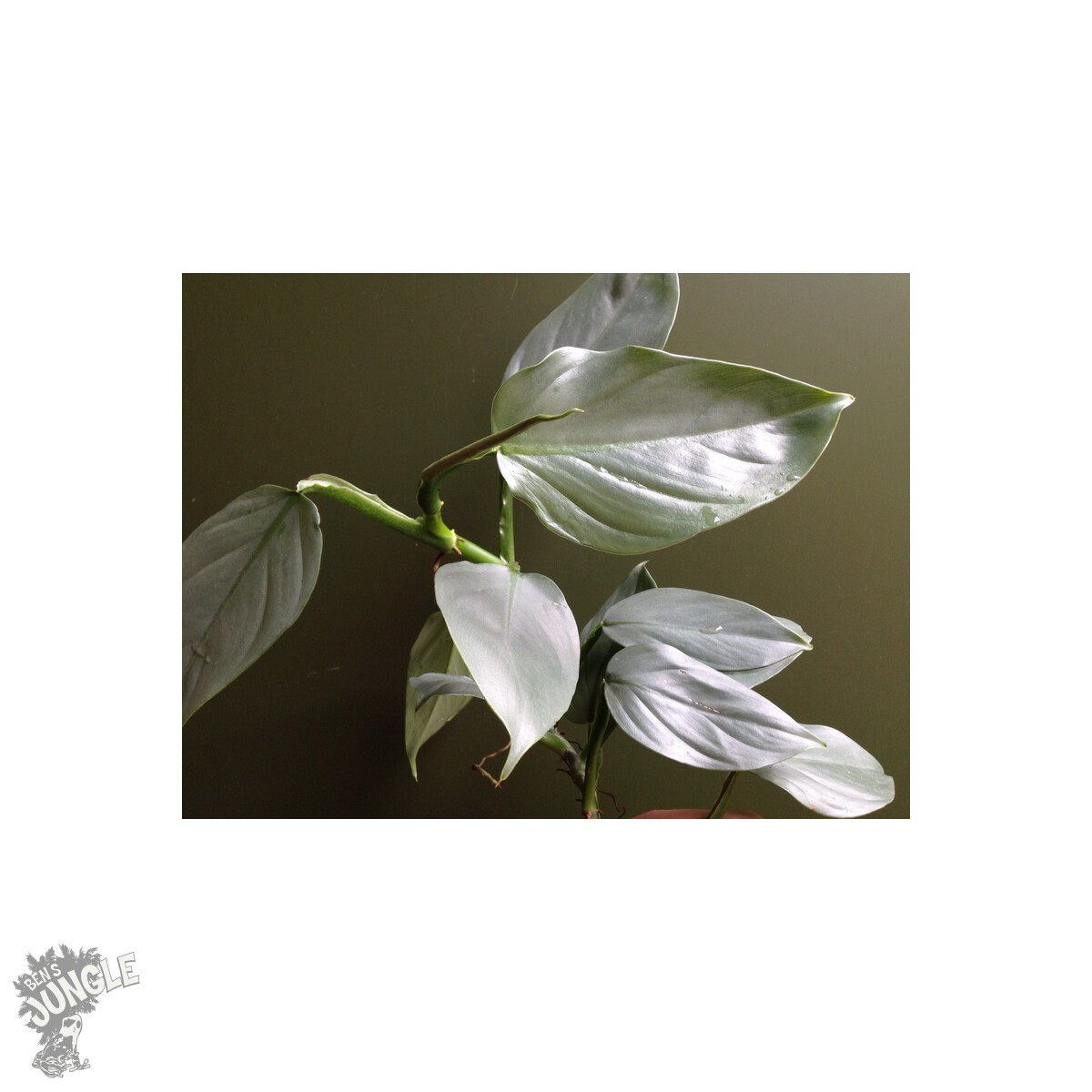 Philodendron hastatum silver sword box