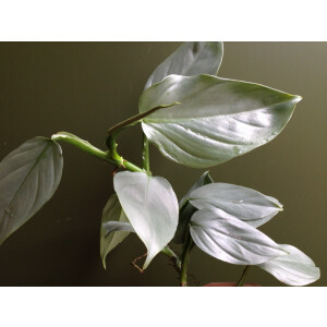 Philodendron hastatum silver sword