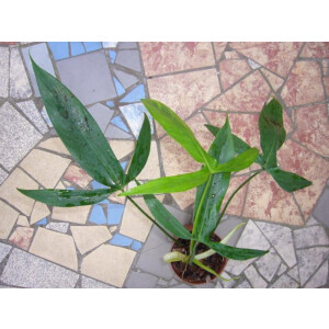 Philodendron holtonianum