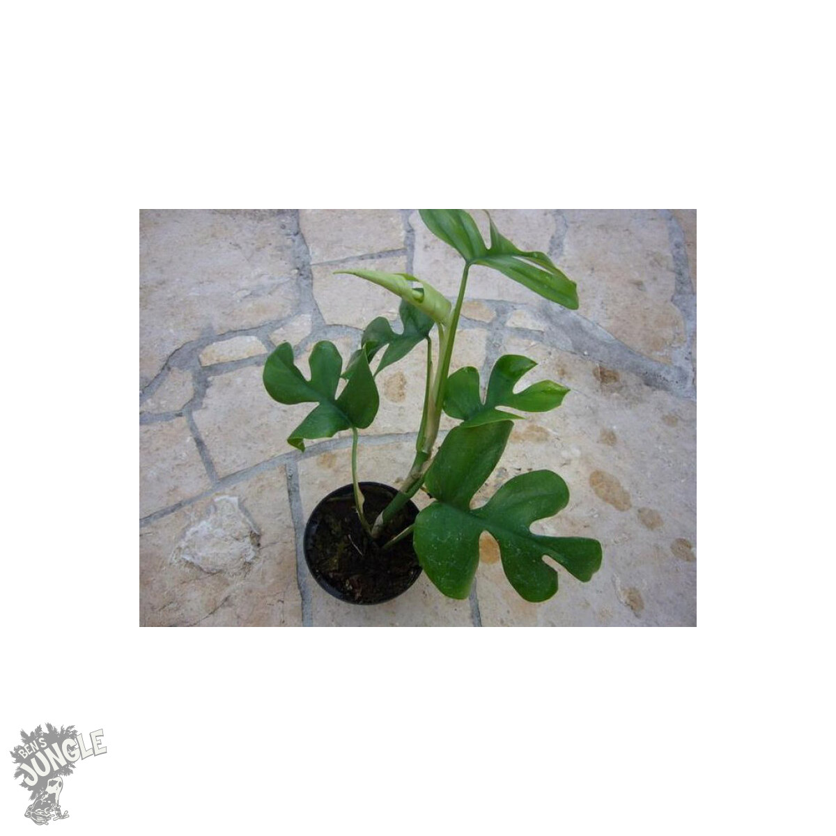 Rhaphidophora tetrasperma box