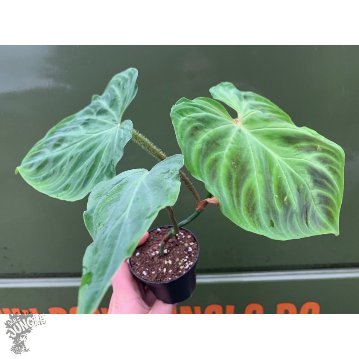 Philodendron verrucosum L box