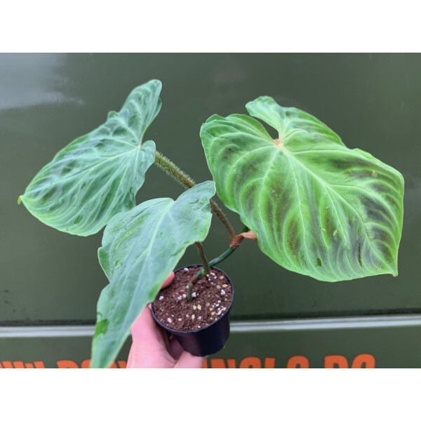 Philodendron verrucosum L