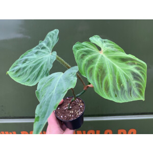 Philodendron verrucosum L