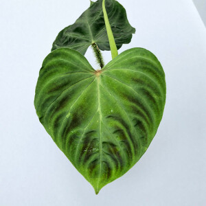 Philodendron verrucosum L