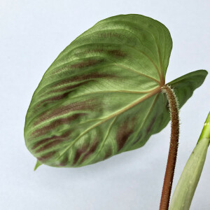 Philodendron verrucosum L