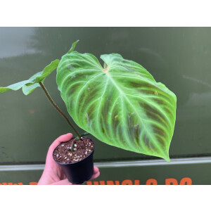 Philodendron verrucosum L