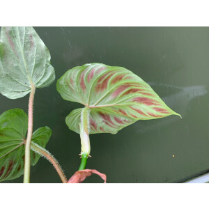 Philodendron verrucosum L