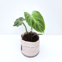 Philodendron verrucosum L