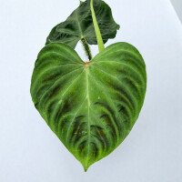 Philodendron verrucosum L