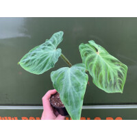 Philodendron verrucosum L