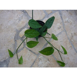 Epipremnum pinnatum