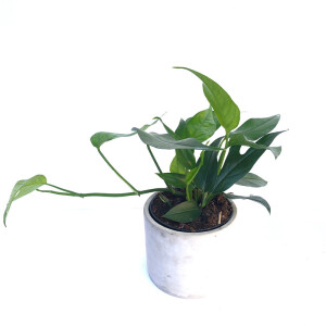 Epipremnum pinnatum