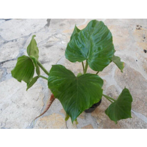 Philodendron fibrosum