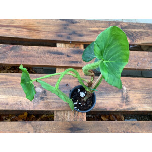 Philodendron fibrosum