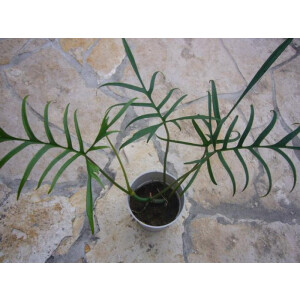 Philodendron polypodioides
