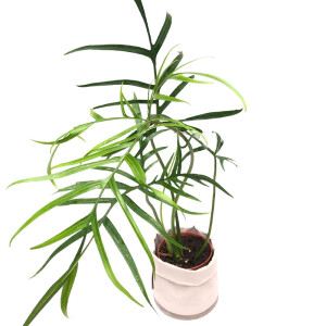 Philodendron polypodioides