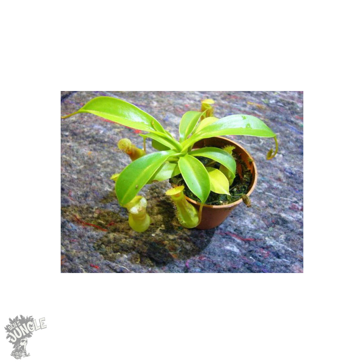 Nepenthes spec. Borneo